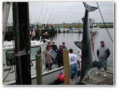 Caught on the Codfather