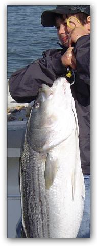A huge striped
                      bass taken by junior angler Anthony Gregoris -
                      Grats!