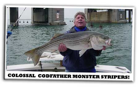 Collossal Striped Bass 3rd Meadowbrook Bridge
                      on the Codfather